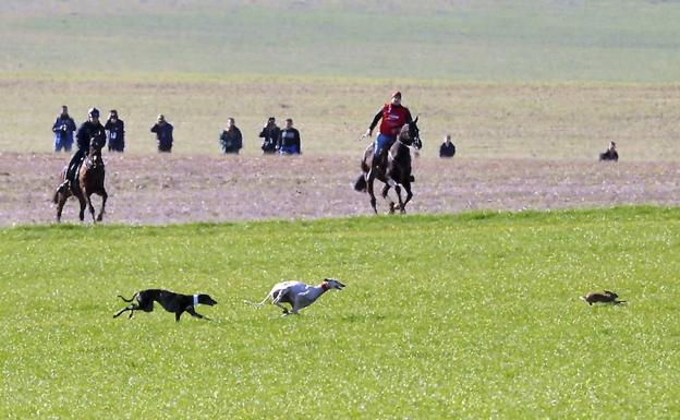 Campeonato Nacional de Galgos Copa del Rey en Nava del Rey, Valladolid. 