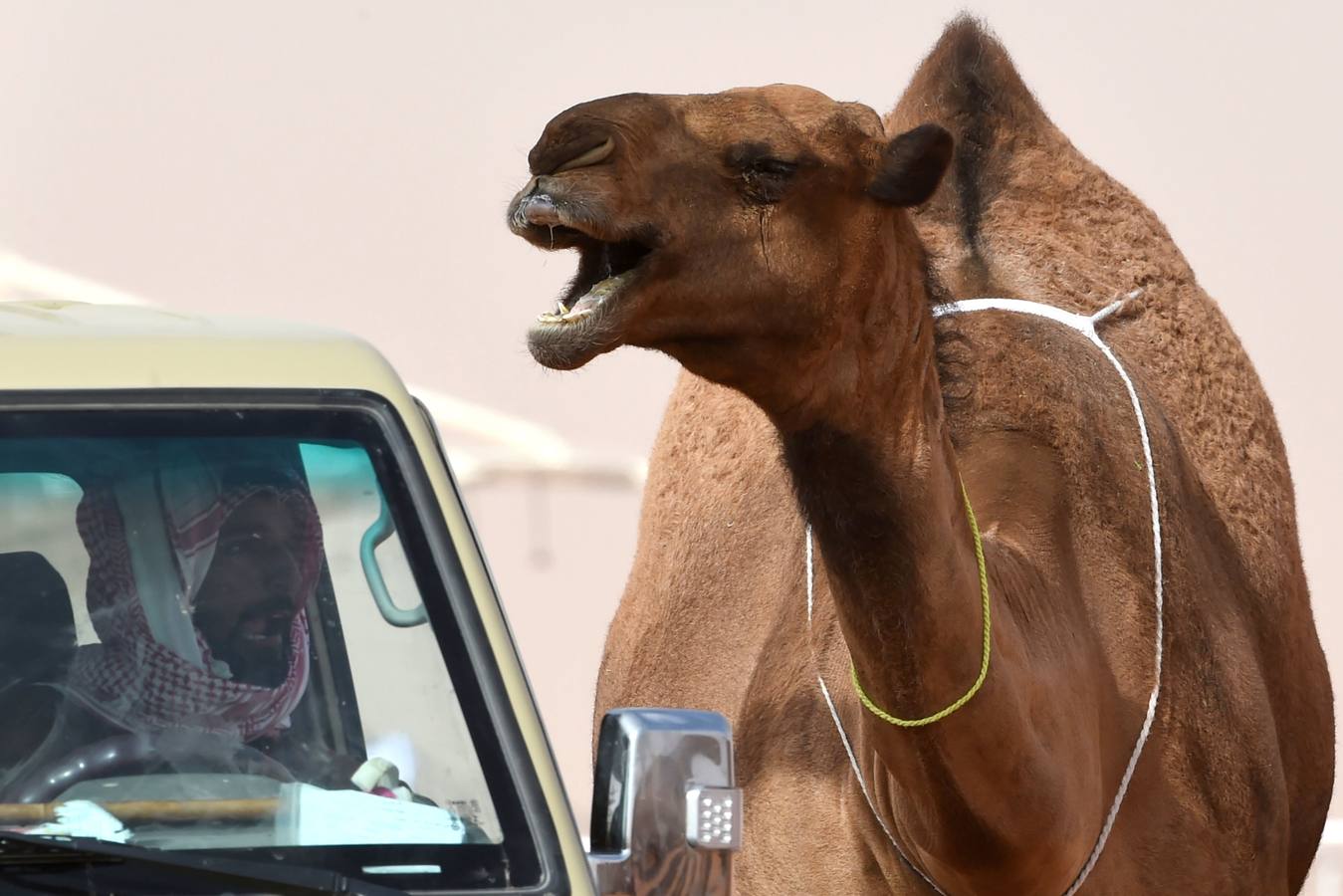 El Festival anual de Camellos Rey Abdulaziz de Arabia Saudí, conocido como 'Miss Camel' , reúne a miles de visitantes