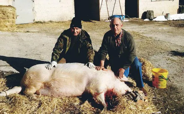 El cerdo sacrificado este año tenía un peso de 215 kilos. 