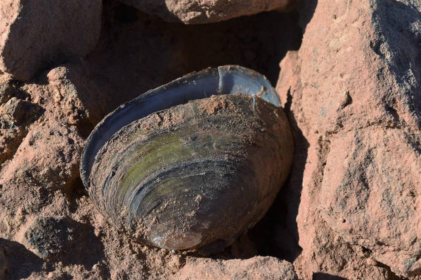 El pantano de Aguilar, un cementerio de almejas de río