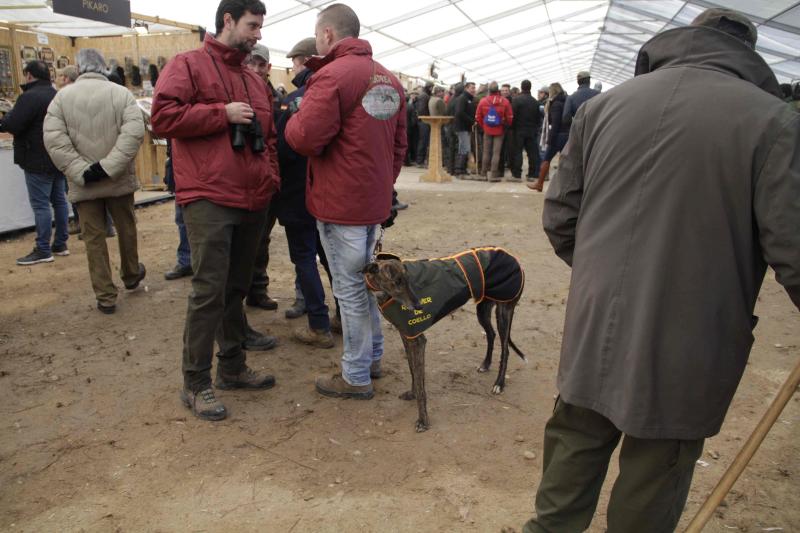 Ambiente en la carrera de galgos de este sábado en Madrigal de las Altas Torres, durante los cuartos de final del Campeonato Nacional