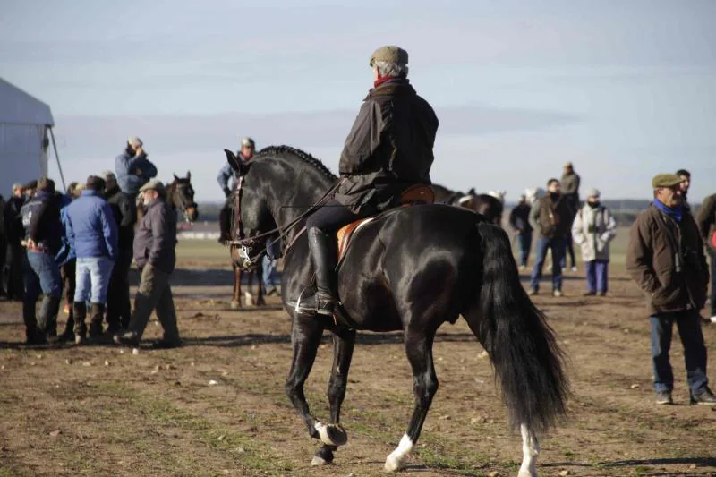 Ambiente en la carrera de galgos de este sábado en Madrigal de las Altas Torres, durante los cuartos de final del Campeonato Nacional