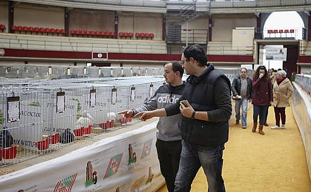 Dos visitantes señalan uno de los ejemplares participantes en el certamen. 