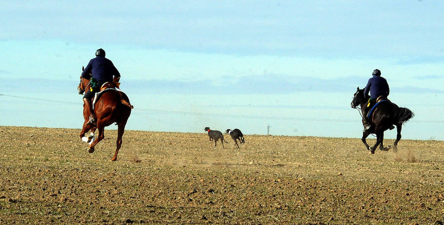 Final del Campeonato de España de Galgos, celebrado en Madrigal de las Altas Torres