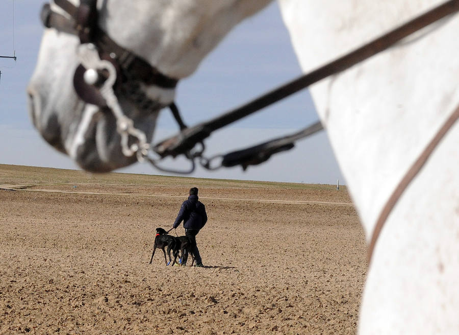 Final del Campeonato de España de Galgos, celebrado en Madrigal de las Altas Torres