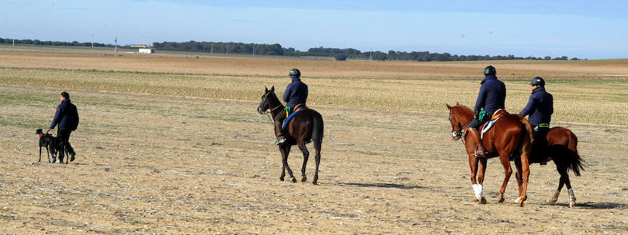 Final del Campeonato de España de Galgos, celebrado en Madrigal de las Altas Torres