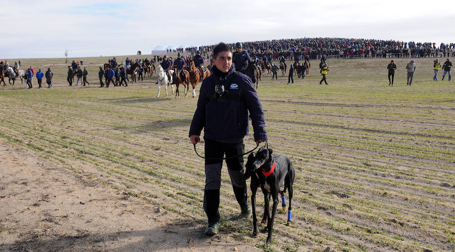 Final del Campeonato de España de Galgos, celebrado en Madrigal de las Altas Torres