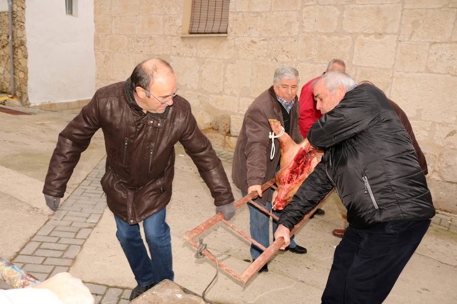 Fiesta de la Matanza en Tariego de Cerrato