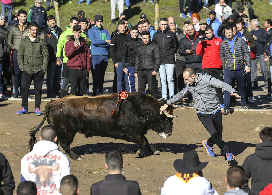 Sábado en el Carnaval del Toro de Ciudad Rodrigo