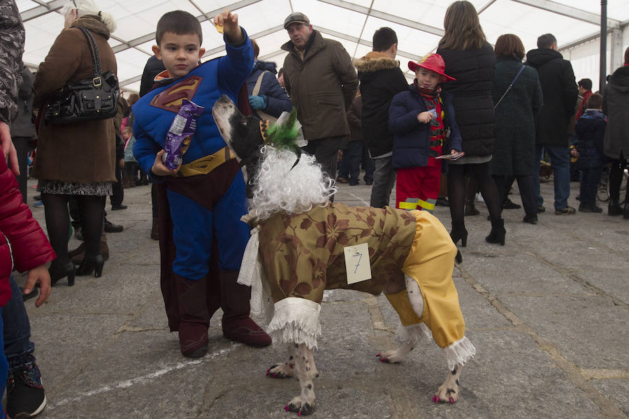 Las mascotas se disfrazan en el carnaval de Toro