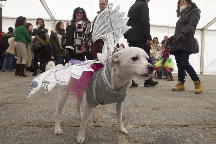 Las mascotas se disfrazan en el carnaval de Toro