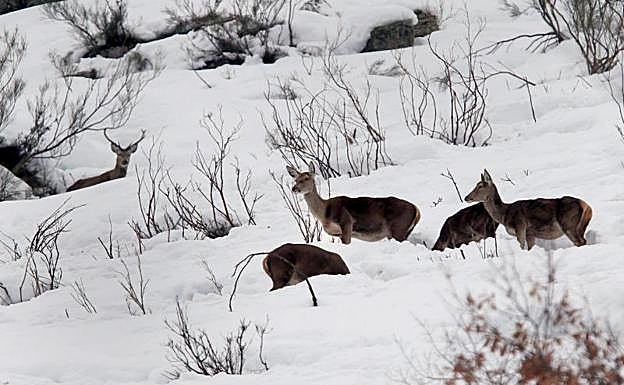 Venados entre la nieve hoy en las proximidades del puerto de San Isidro, que permanece cerrado al tráfico. 