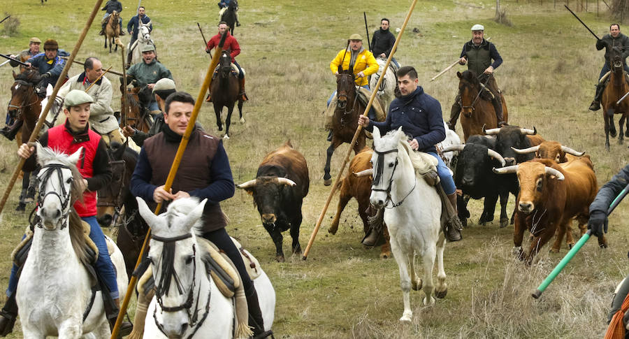 Encierro con caballos con seis toros de la ganadería Emilio Galán Trilla.