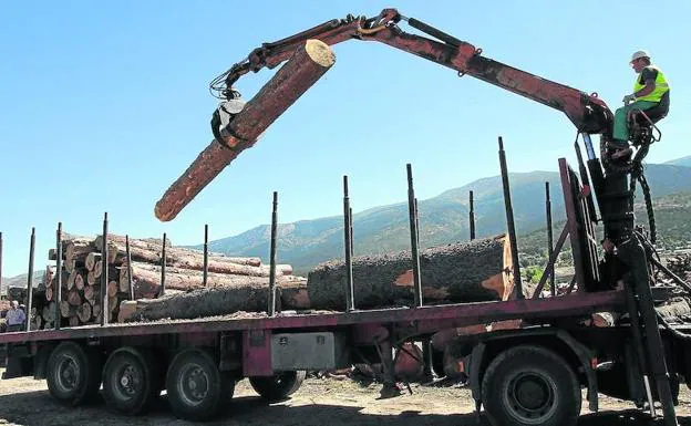 Un operario carga troncos de madera sobre un camión en una de las empresas de la provincia. 