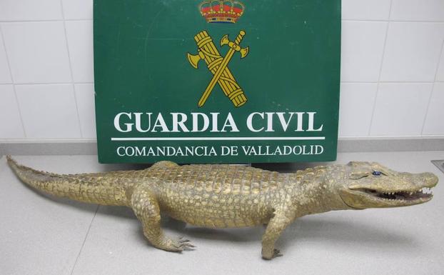 El Seprona interviene un caimán disecado en un comercio de Valladolid
