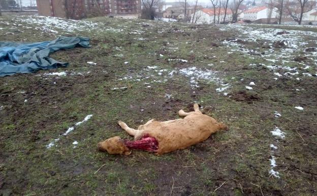 Ataque del lobo en Piedrahita