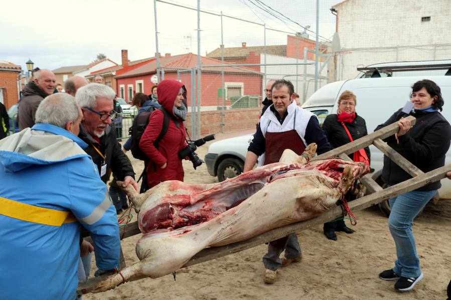 Fotos: Jornada de la matanza del cerdo en Baños de Cerrato