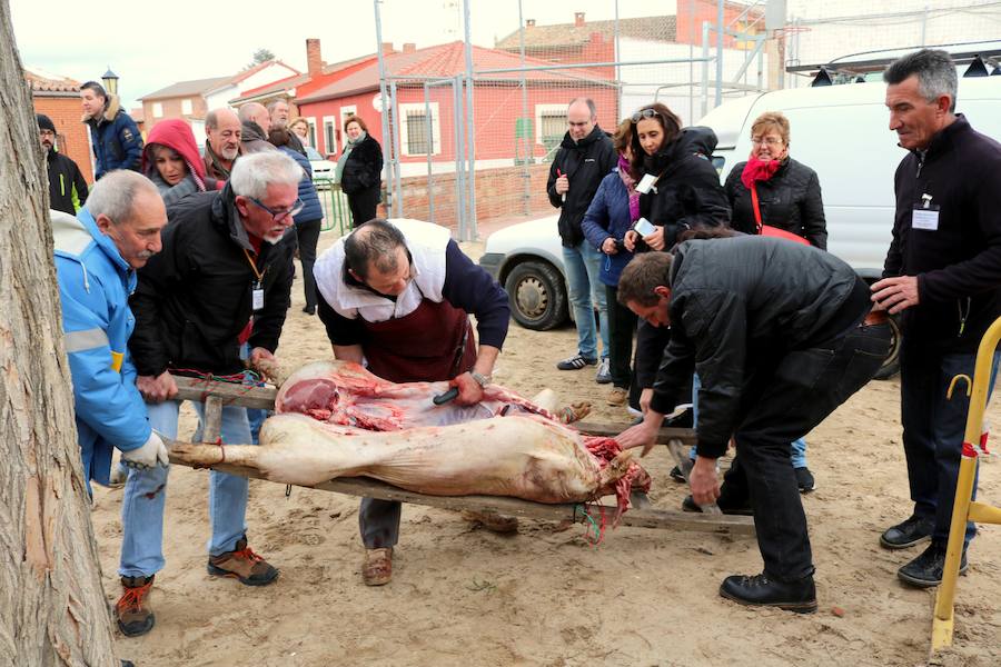 Fotos: Jornada de la matanza del cerdo en Baños de Cerrato