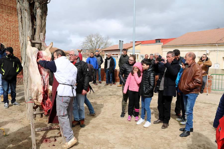 Fotos: Jornada de la matanza del cerdo en Baños de Cerrato