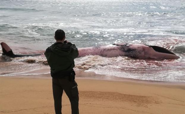 La ballena en la playa de Montgat (Barcelona).