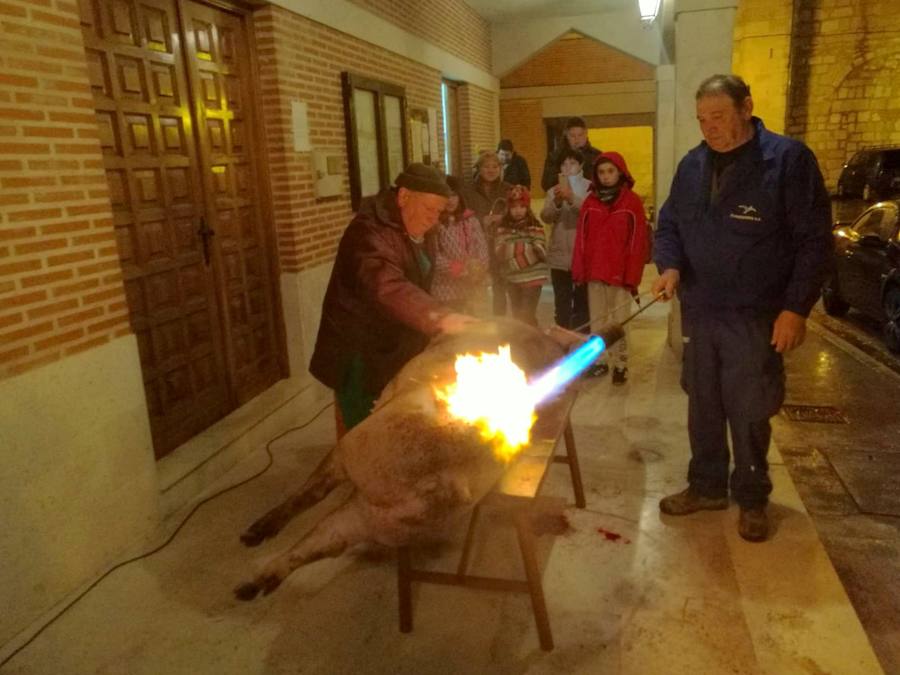Fotos: Fiesta de la Matanza en Castrillo de Don Juan
