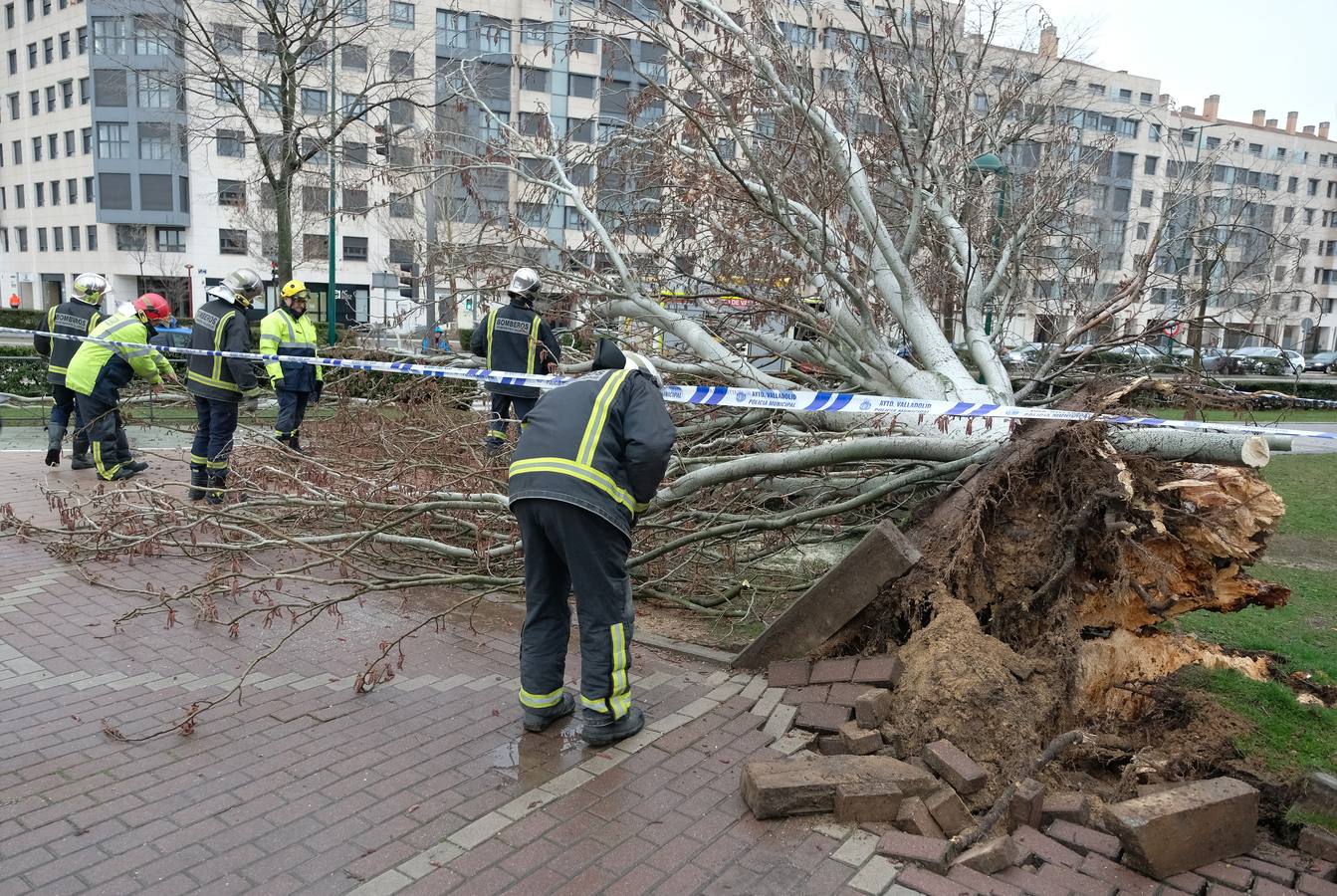 Una persona ha resultado herida en el Paseo de Zorrilla de Valladolid, a la altura del cruce con la Avenida de Zamora, tras ser alcanzado por un árbol en la cabeza