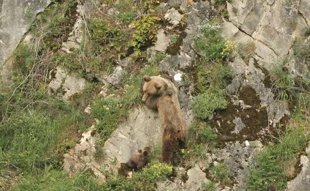 Una ejemplar de oso adulto con su osezno. 