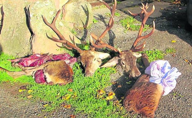 Cabezas y cuerpos de cérvidos intervenidos por el Seprona en Palencia. 