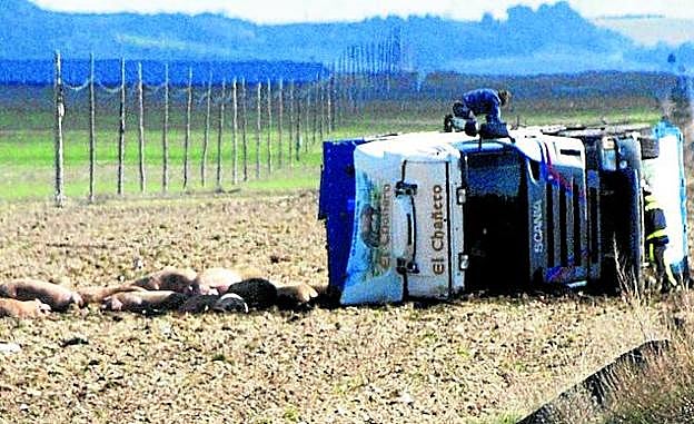 Varios animales yacen junto al camión volcado en la carretera autonómica CL-602, cerca de Olmedo.