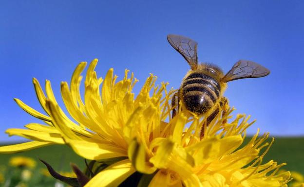 Una abeja recolecta polen de una flor.