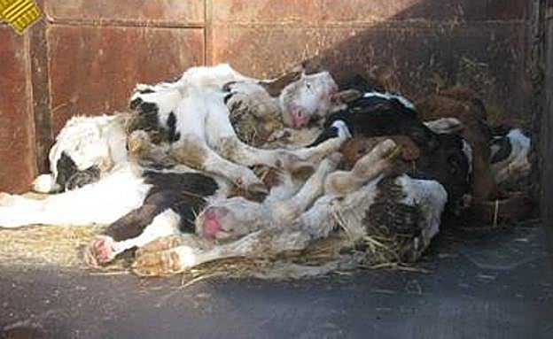 Retirada de los cadáveres de los terneros.