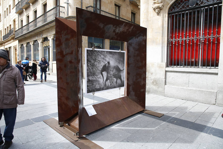 Una selección de 38 instantáneas de cinco lugares diferentes del planeta, apenas explorados por el ser humano, que se encuentra sobre grandes soportes metálicos en la plaza del Liceo y en la calle Toro