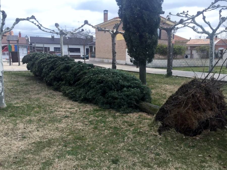 Fotos: Los efectos del temporal de viento en Valladolid