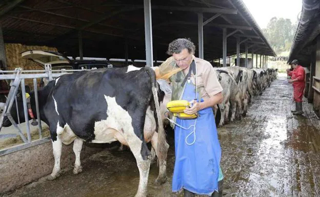 Un veterinario asiste a las vacas de una explotación ganadera.