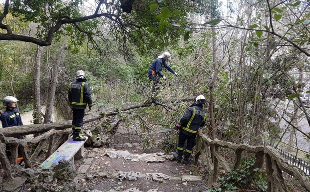 Los bomberos de Valladolid intervienen por la caída de un árbol en el Campo Grande esta mañana. 