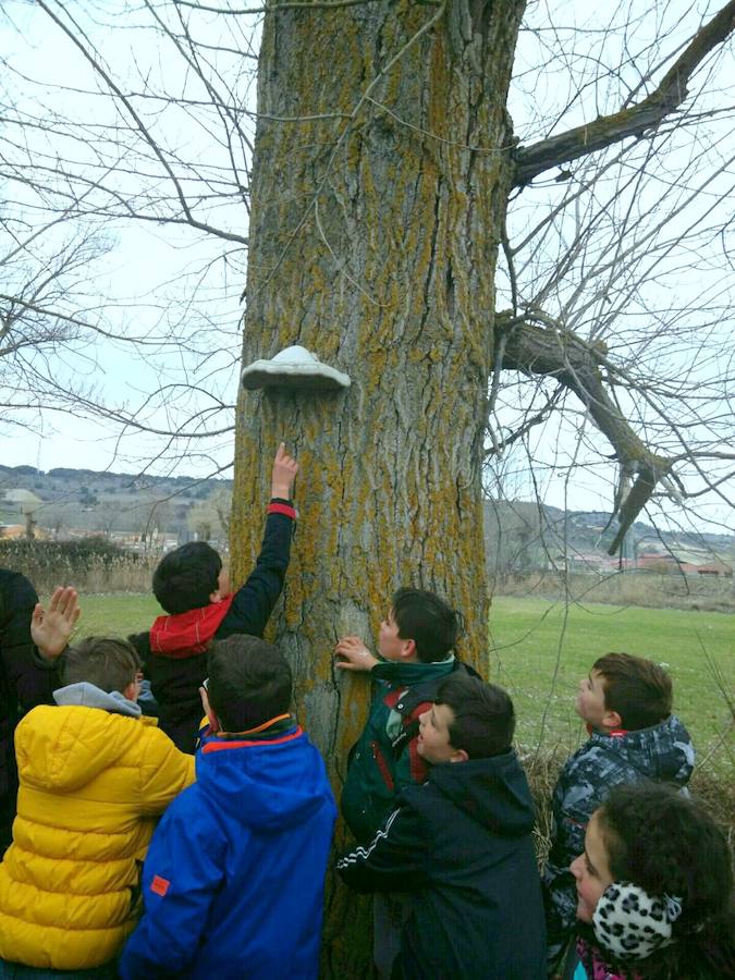 Fotos: Los escolares de Baltanás celebran el Día del Árbol