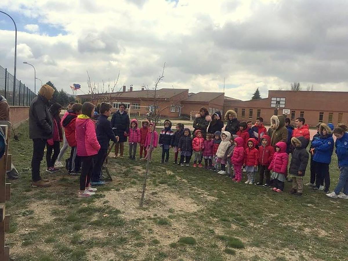 Fotos: Los escolares de Baltanás celebran el Día del Árbol
