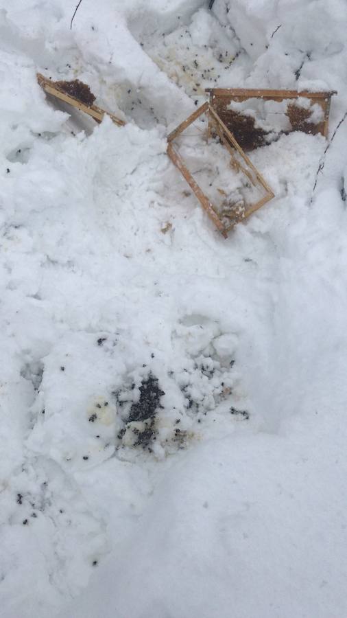 Un oso ataca varias colmenas en el monte de Sorriba, en la localidad leonesa de Morgovejo | Los ataques se han producido en dos jornadas consecutivas | El dueño del colmenar se encuentra con 'la cama' del animal