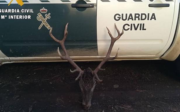 Cabeza de ciervo macho intervenida por la Guardia Civil en el norte de Palencia.