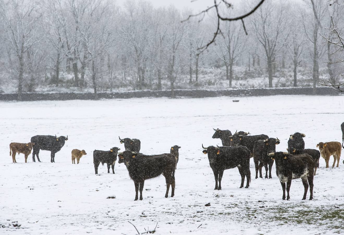 Nieve en el sur de la provincia.