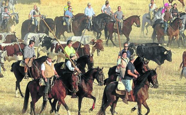 Los caballistas conducen las reses por el campo en uno de los encierros de Medina.