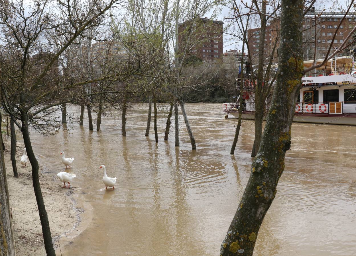 Crece el río a su paso por la capital, pero sin riesgo de desbordarse.