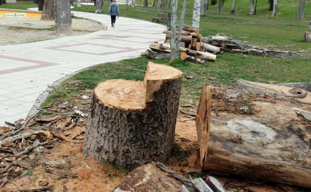 Árboles talados por el Ayuntamiento en el entorno de la playa. 