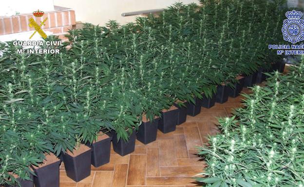 Plantas de marihuana localizadas por los agentes.