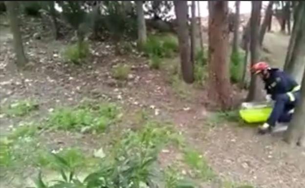 Un bombero procede a devolver a las crías de pato con su madre.
