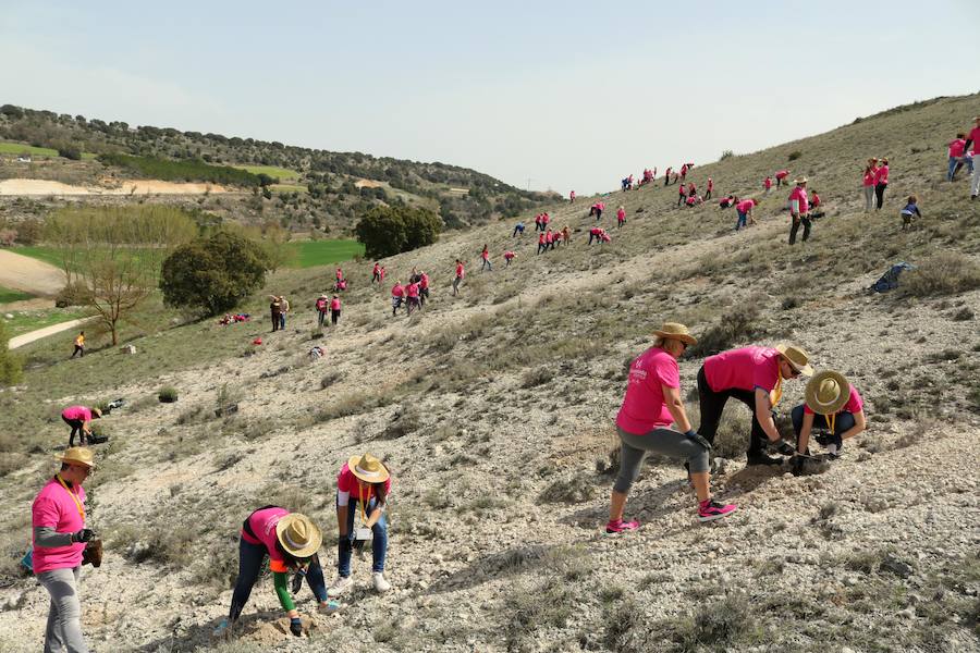 Fotos: Jornada de reforestación en Cevico Navero