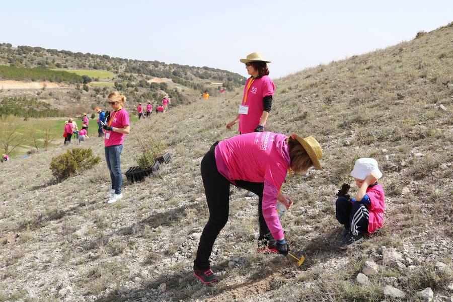 Fotos: Jornada de reforestación en Cevico Navero
