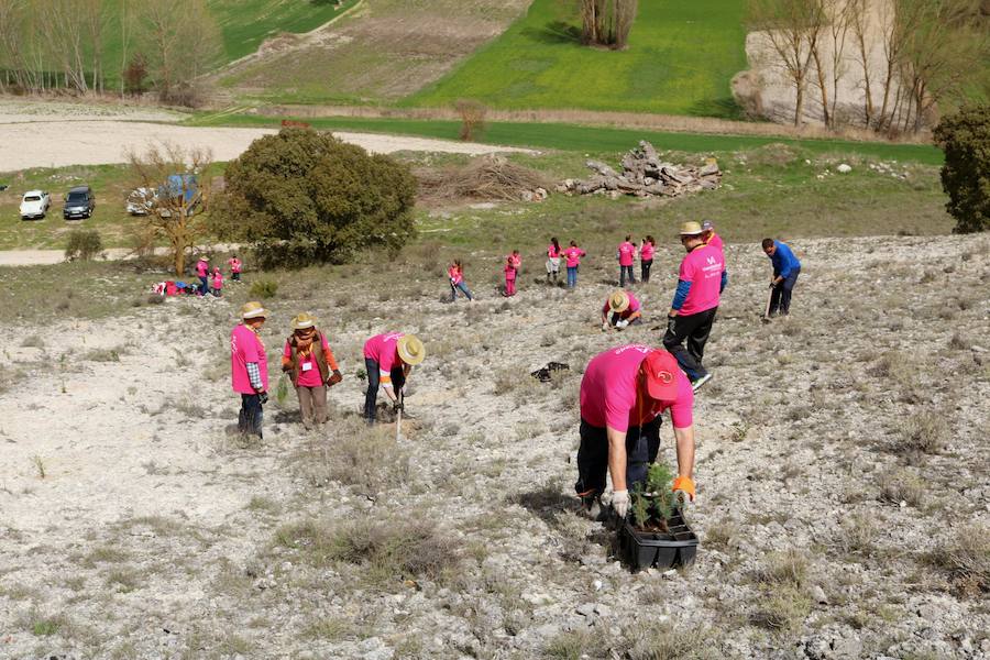 Fotos: Jornada de reforestación en Cevico Navero