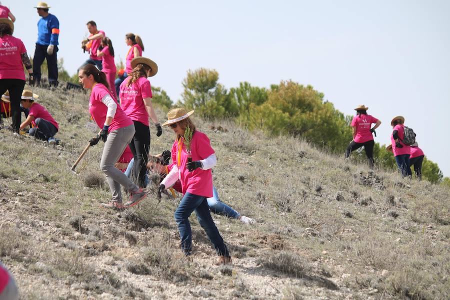 Fotos: Jornada de reforestación en Cevico Navero