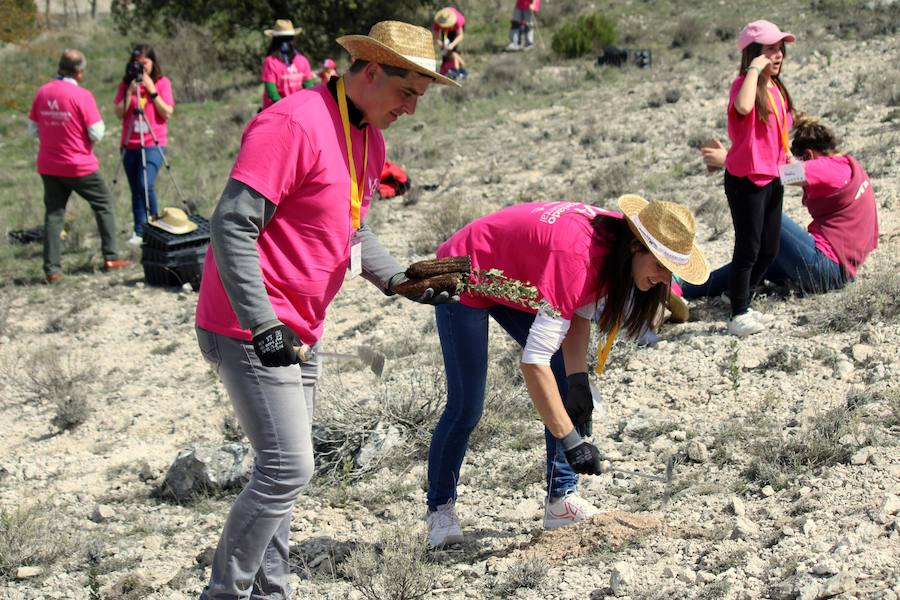 Fotos: Jornada de reforestación en Cevico Navero